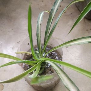 Combo Of 4 Variety Spider Plant With Root