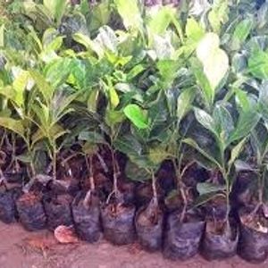 Jack Fruit Shapling