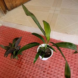 Pack 2 Dracaena Mahatma & Heart Purple Plant & Pot