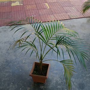 Areca Palm