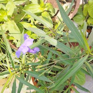 Purple 💜 Ruellia Tuberosa Plant Saplings