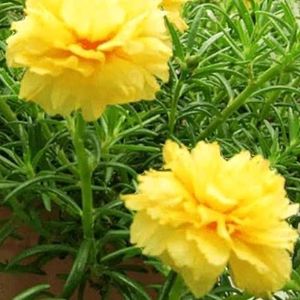 🎉Combo Of 4 Colours Portulaca Plants