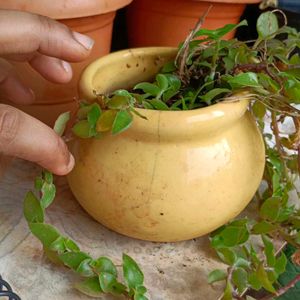 Coleus Plant With Pot