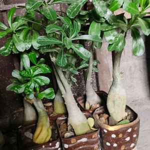 Pink colour Adenium Plant With Pot