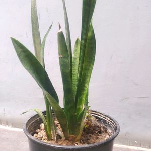 Snake Plant Sapling, Indoor Plants