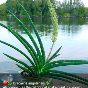 Rare Cylendrical Dracaena Angolensis Plant