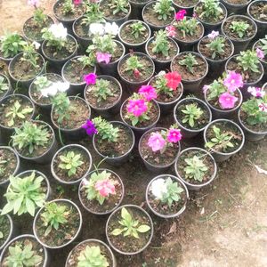 Petunia Winter Flower Plant All Color Available