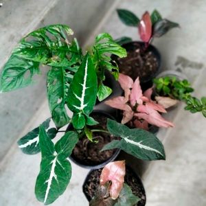 Mix Plants  Of 6 Varieties