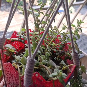 Tangled Heart Hanging Plant