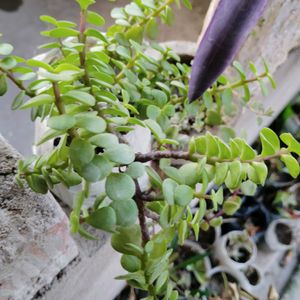 2 Adenium 7 Plant Combo