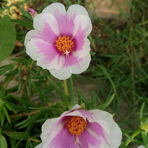 Combo Moss Rose +Gladiflora+9"O'clock