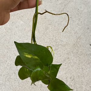 Golden Pothos - Live Plant Cutting