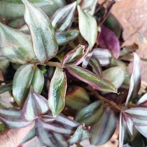 Wandering Jew