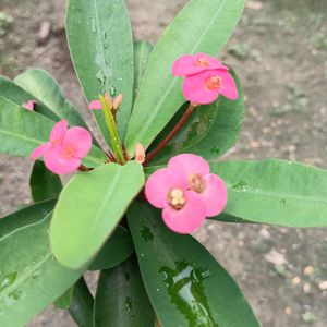 Euphorbia Flower (Pink Color💕)