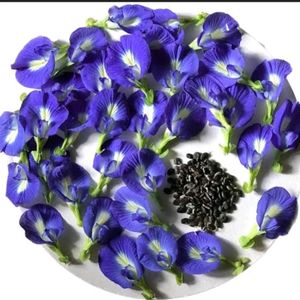 Butterfly Pea Flower/ Gokarana Seeds