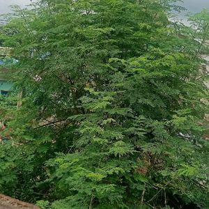 Moringa Leaves