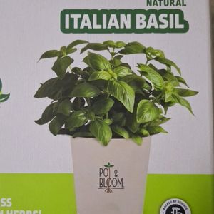 Pot & Bloom, Natural Italian Basil Grow Kit, New