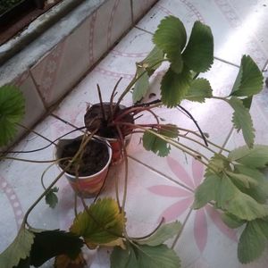 Combo Of 2 Hybrid Strawberry Plant