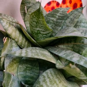 Snake plant - Air Purifier And Oxygen Enriching