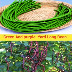 Purple And Green Yard Long Bean