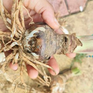 Amaryllis Lily Bulb