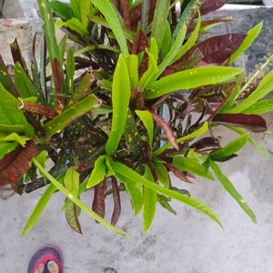 11 Plants Cutting