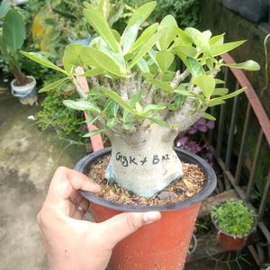 Adenium Arabicum Live Plant (Ggk+Baz)