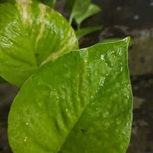 Marble Pothos, Lime Green