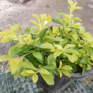 SALE 💥💥🌟Elegant Golden Duranta Plant 🌿✨✨🌿