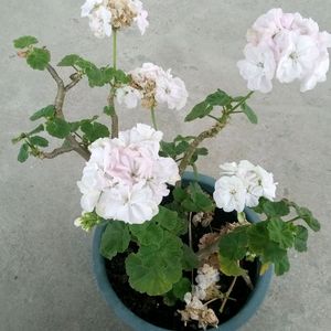 White Geranium