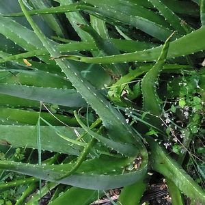 Aloe Vera Leaf Rs 10