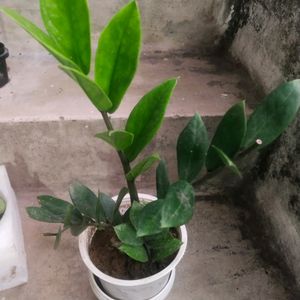 Big Size Healthy Zzzz Plant With Root