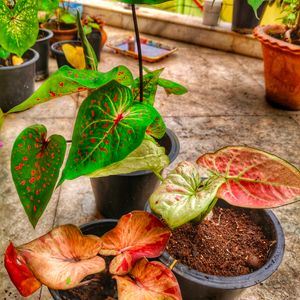 Combo Of Three Thai Caladium