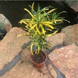 2 Type Of Croton Big Size