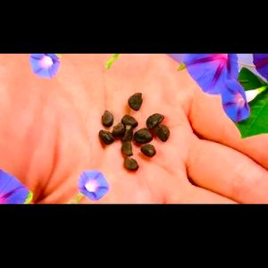 Mix Color Morning Glory Seeds