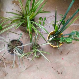 Spider Plant 4 Variety With Root