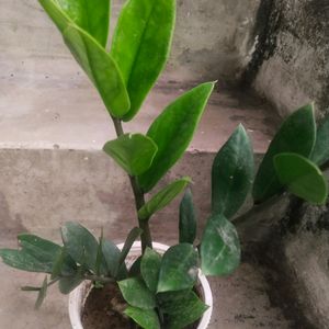 Big Size Healthy Zzzz Plant With Root