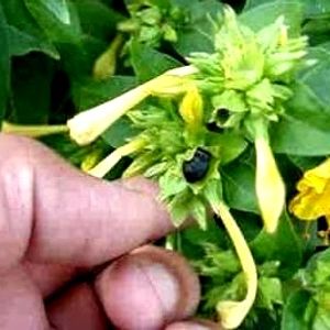 Unique 5o'clock 🕔Yellow 💛 Colour Flower Seeds.