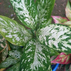 Aglaonema 3 Types Of Live Plant