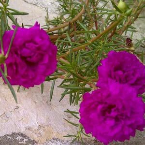 Dark Pink Portulaca Flower Plants With Roots