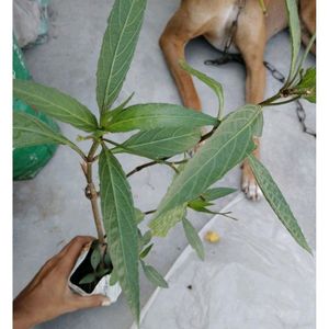 Maxican Pitunia Plant