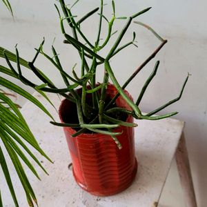 Pencil Cactus Plant🪴& pot