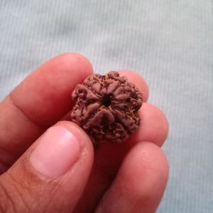 Original 4 mukhi rudraksha📿