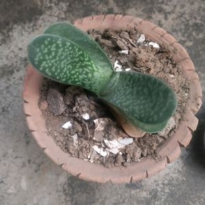 Its Sucuulent Gasteria Plant +ball Cactus