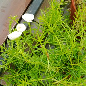 Combo Of 20 Stems OfWhite Portulaca Nd Red Purlane