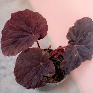 Begonia