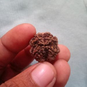 Original 4 mukhi rudraksha📿