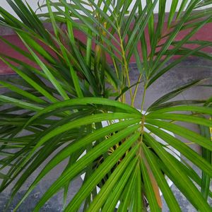 Areca Palm Bunch