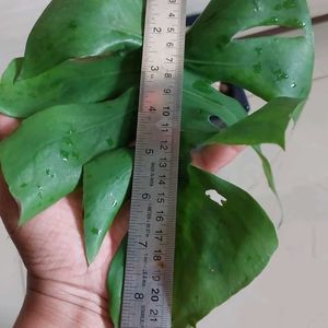 Monestera 3 Leaf