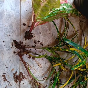 3 Different Varieties Of Croton Plant